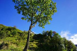 soltero verde árbol en montaña de seda ruta, sikkim