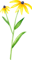 aguarela áster flor ilustração. mão desenhado amarelo áster flor isolado png