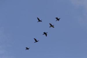 several Great cormorants flying in a blue sky photo