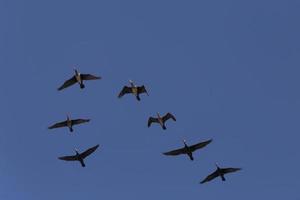 flock of cormorants flying in a blue sky at fall photo