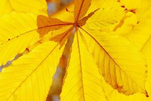 yellow leaf on chestnut tree at fall photo