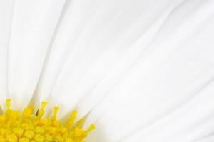 close up of white chrysanthemum flower photo