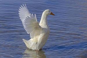 blanco Pato en pie en un agua foto