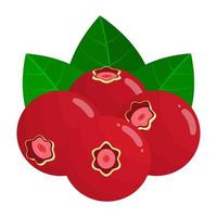 Cranberry Is A Fruit That Has A Fresh Sweet And Sour Taste. This Fruit Grows In North America And Europe vector