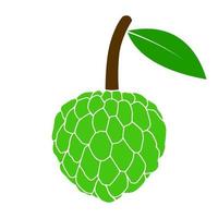 Cherimoya Fruit Is A Fruit That Tastes Like A Combination Of Banana And Pineapple. This Fruit Is Very Beneficial For The Health Of The Body vector