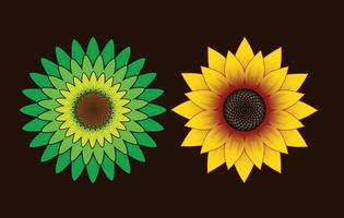 girasol verde y amarillo vector conjunto diseño.