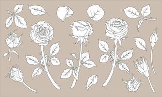 Set of illustrations of rose with stem and petals in line art style. Hand drawn flower. vector