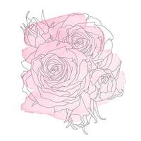 Composition of roses and buds vector illustration in line art style with pink watercolor stain.