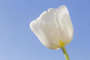 blanco tulipán en contra claro azul cielo foto