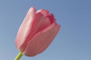 pink tulip against clear blue sky photo