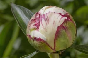 close up of closed peony flower photo