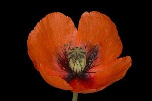 close up of red poppy flower isolated on black photo