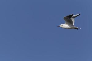 seagull flying in a clear blue sky photo