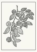 Plum on a branch botanical illustration template. Hand drawn fruit on tree in monochrome style. Vector illustration for label, poster, packaging