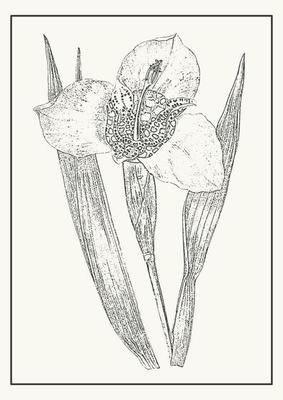 Blossom iris flower botanical poster illustration. Passiflora incarnata in monochrome style. Design greeting card and invitation of the wedding, birthday