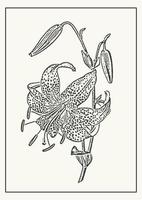 floreciente Tigre lirio botánico póster ilustración. bosquejo Arte en grabado estilo. saludo tarjeta y invitación diseño de el boda, cumpleaños vector
