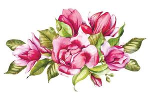 Pink magnolia Flower Bouquet Watercolor Illustration, Magnolia Arrangement on white background, Spring Floral Illustration vector