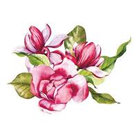 rosado magnolia flor ramo de flores acuarela ilustración, magnolia arreglo en blanco fondo, primavera floral ilustración vector