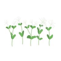 Seeds and sprouts of microgreens of peas. Design element. Vector illustration.