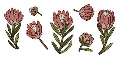 un conjunto de vector aislado ilustraciones de el Rey protea color bosquejo. un colección de exótico tropical pintado a mano flores, un símbolo de sur África. diseño para impresión, textiles, postales