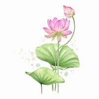 Pink lotus flowers and leaves. Watercolor illustration. Composition with lotus. Chinese water lily. Design for the design of invitations, movie posters, fabrics and other items. vector