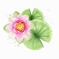 Pink lotus flowers and leaves. Watercolor illustration. Composition with lotus. Chinese water lily. Design for the design of invitations, movie posters, fabrics and other items. vector