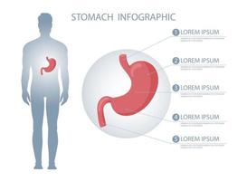 Human stomach in body infographic vector