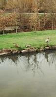 The Egyptian goose, Alopochen aegyptiaca, with 12 goslings in Germany photo