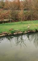 The Egyptian goose, Alopochen aegyptiaca, with 12 goslings in Germany photo