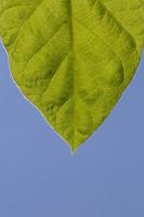 green leaf against blue sky photo