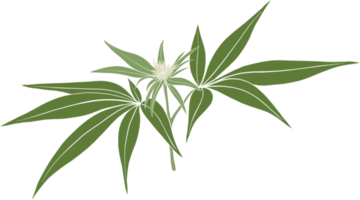 simplicité cannabis plante à main levée dessin. png