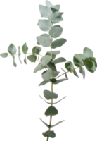 Eucalyptus leaf cutout on transparent background. png