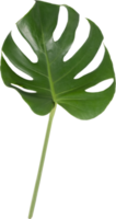 monstera hoja separar en transparente antecedentes. png