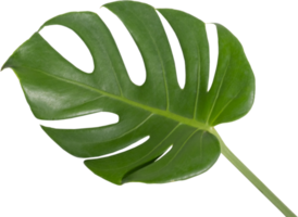 Monstera leaf cutout on transparent background. png