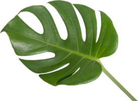 monstera feuille coupé sur transparent Contexte. png