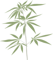 simplicity cannabis plant freehand drawing. png