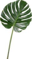 Monstera leaf cutout on transparent background. png