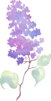 Lilac flower. Watercolor illustration. Hand-painting png