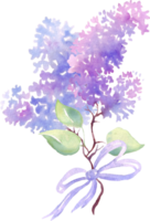 Lilac flower bouquet. Watercolor illustration. Hand-painting png