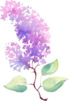Lilac flower. Watercolor illustration. Hand-painting png