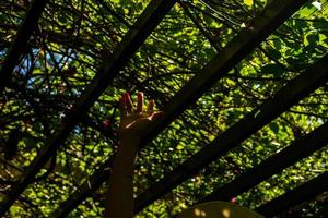 Sun beam with flare under the shade of trees and hand. photo