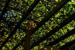 Sun beam with flare under the shade of trees and hand. photo