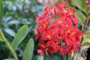 Red Flowers with Dew Drops on the Petals photo