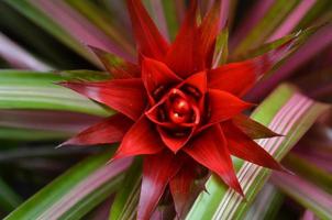 mirando dentro un rojo tropical flor florecer con a rayas hojas foto