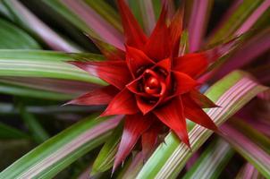Striped Leaves with Spikey Flowering Red Blossom photo