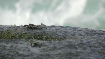 krabbor på klippan vid stranden, böljande vågor, närbild video