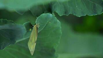 Pieris brassicae  Cabbage butterfly  laying eggs on leaf of Brassica oleracea video