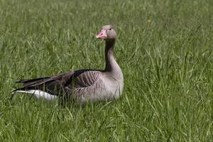 goose standing in green grass at summer photo