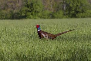 pheasant standing in green grass in forest photo