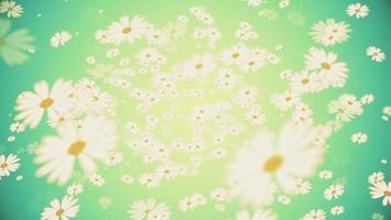 resumen floral diseño movimiento antecedentes con blanco margarita flores video